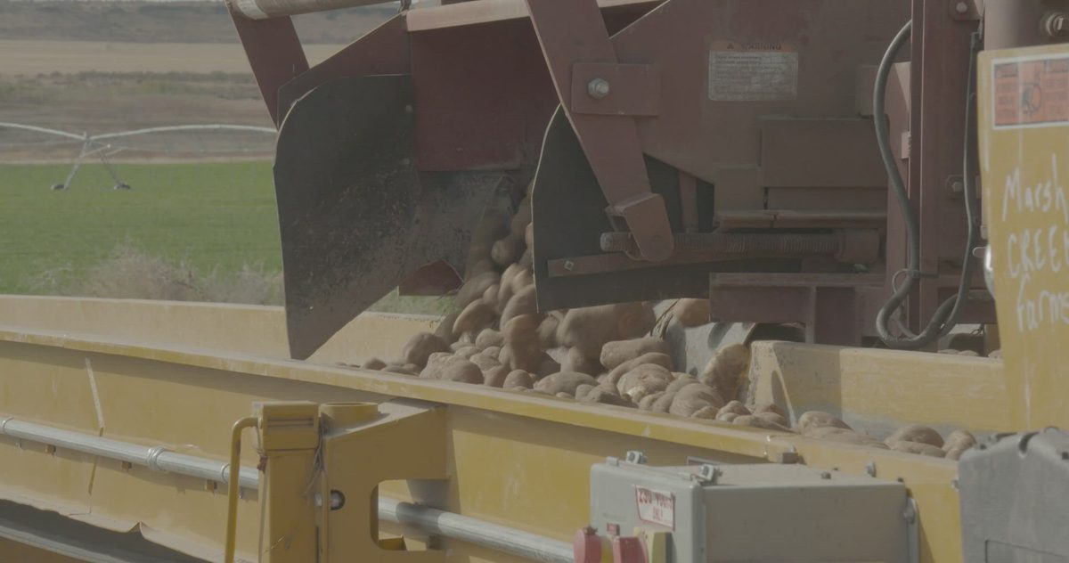 An Idaho potato harvest.